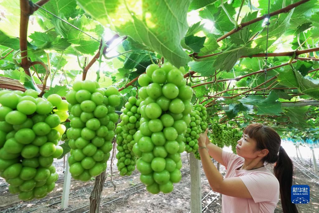 捕鱼来了秘珠属性